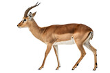 Profile of an Impala Antelope on White Background