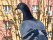 gołąb