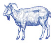 PNG Hand drawn a goat livestock vintage animal.