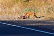 © Wittke Photography - Photograph of a Red Fox eating Kangaroo roadkill by the side of the road in a regional area of the Central Tablelands in NSW, Australia.