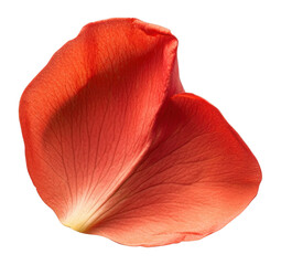Wall Mural - png a single bachelors button petal botanical flower floral.