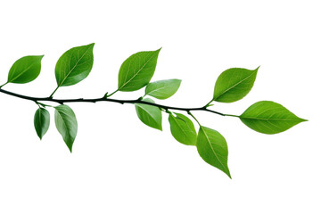 Wall Mural - png branch with green leaves leaf background annonaceae.