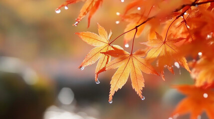 crystal water droplets hanging on golden maple leaves in autumn park