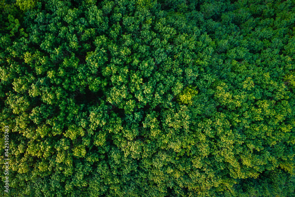 Aerial top view of green trees in forest. Green tree nature background ...