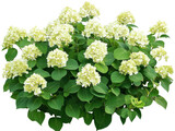 Lush hydrangea annabelle bush with a profusion of pristine white blooms