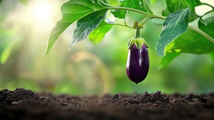 Poster - Brinjal fruit hanging from plant, with soil and leaves in soft background
