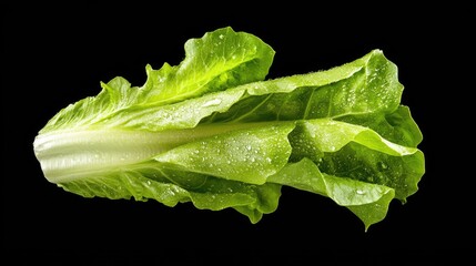 Aufkleber - Crisp green lettuce leaves against a rich dark background, fresh and healthy look