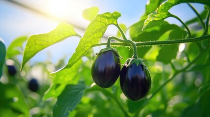 Poster - Eggplant with deep purple color on vine, close-up in outdoor sunlight