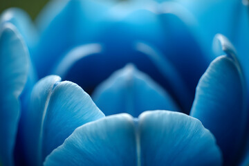 Poster - Stunning Macro Photography Showcasing the Delicate Beauty of a Vibrant Blue Flower, Capturing Intricate Details and Textures in High Resolution, A Floral Masterpiece