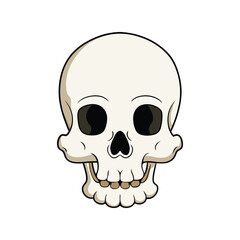 human skull vector illustration. anatomical design, stylized bone structure, and detailed human skul