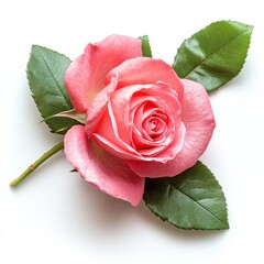 Aufkleber - A Vibrant Pink Rose with Fresh Green Leaves Lying on a White Surface, Showcasing its Delicate Petals and Natural Beauty