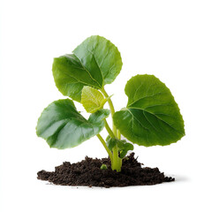 Wall Mural - Young cucumber seedling with two vibrant green cotyledon leaves and a tiny true leaf sprouting from dark soil isolated on transparent background. isolated white background