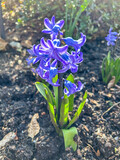 Grape hyacinth