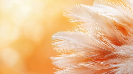 Poster - Soft White Feathers Against a Warm Orange Background for Designs