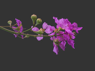 Canvas Print - bunch of pink queen crepe myrtle flower isolated on black background, clipping paths.