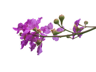 Canvas Print - bunch of pink queen crepe myrtle flower isolated on white background, clipping paths.