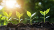 © ธีรเชษฐ์ ชิณวงศ์ - Growing plants in soil with sunlight shining through, symbolizing business growth and prosperity