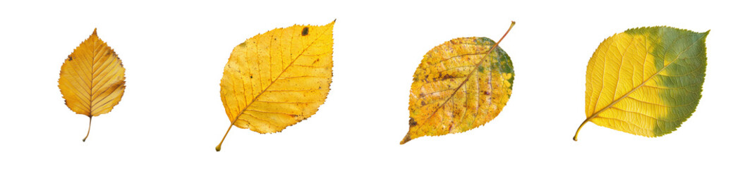 Wall Mural - Autumn leaves display natural elegance, isolated against black, cut out transparent