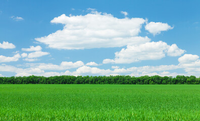 Wall Mural - summer landscape with a vast green field under a majestic sky
