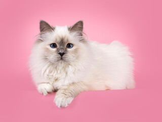 Aufkleber - Adorable blue point Sacred Borman cat, laying down side ways on edge. Looking towards camera with breed specific blue eyes. Isolated on a soft pink background.