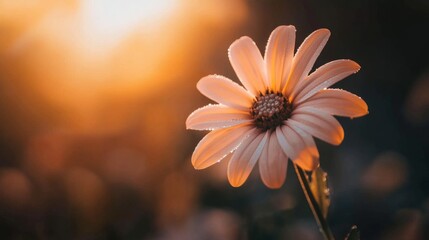 Aufkleber - A detailed shot of a flower with dewdrops on its petals, captured in the soft morning sunlight, with vibrant colors and natural textures