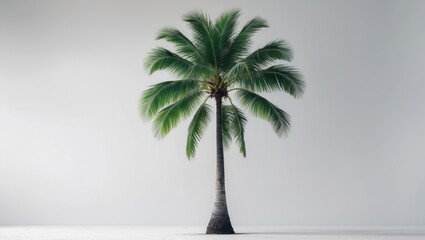 Poster - Single tall palm or coconut tree isolated against background