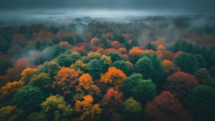 Poster - Lush dense forest with colorful foliage beneath a gentle overcast sky