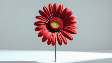 Poster - African daisy isolated on white background