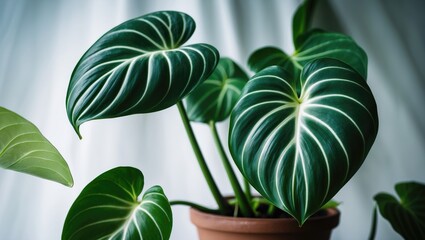 Aufkleber - Anthurium Regale showcasing a pale new leaf against a vibrant tropical background