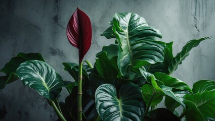 Aufkleber - Anthurium bloom from a garden plant showcasing natural beauty