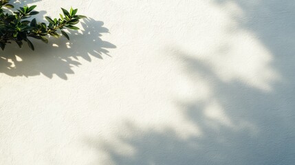 Aufkleber - A tropical palm frond creates intricate shadows on a sunlit white stucco wall, showcasing organic shapes and leaving ample copy space for design elements