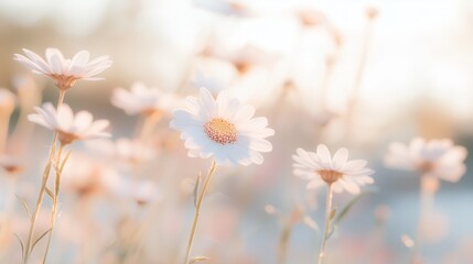 Poster - bright white daisies bloom under soft sunlight in a serene field during early morning hours
