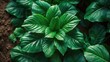 © VirtualVista - High-resolution image of a leaf ideal for botanical research or gardening websites