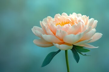 Poster - Beautiful soft pink peony flower blooming gracefully in a serene garden setting during the early morning light