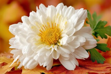 Poster - White chrysanthemum flower rests on colorful autumn leaves with droplets of water in a serene setting