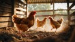 © AbstractAI - One domestic chicken stands still as the flock moves quickly with motion blur outdoors