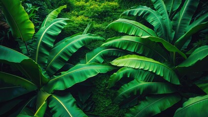 Aufkleber - Tropical banana leaf on a green background