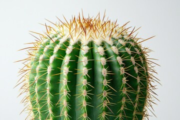 Poster - Detailed close-up of a green cactus with sharp spines in a minimalist setting