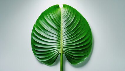 Aufkleber - Tropical banana leaf isolated against a plain background