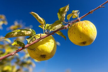 Poster - Yellow apples hanging on a branch under a clear blue sky in a sunny orchard during harvest season