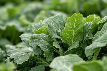 Poster - Large green leaves adorned with shimmering water droplets showcase their vivid color and texture, while a soft background emphasizes the natural beauty and freshness