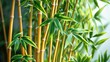 © AIArtistry - Bamboo, a type of decorative plant, is a grass variety