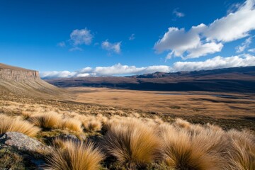 Aufkleber - Tall pampa grass sways gently under a clear blue sky filled with fluffy clouds, creating a peaceful and serene rural landscape inviting quiet reflection