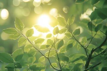 Poster - Sunlight filters through lush green leaves creating a serene atmosphere in the forest during a warm afternoon