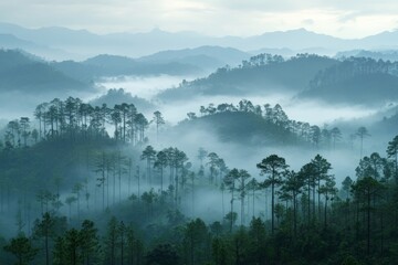 Poster - Misty morning in the mountains reveals layers of trees and valleys under a grey sky in a tranquil natural setting