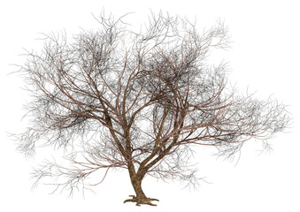 Wall Mural - 3d rendering momiji tree on white
