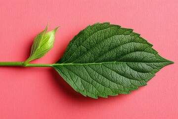 Poster - Fresh green hibiscus leaf and bud displayed on a pink background under natural light