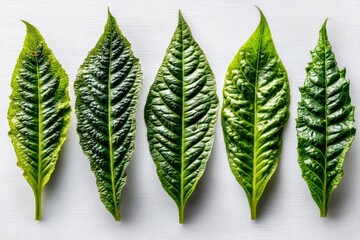 Poster - Fresh green leaves arranged in a line showcasing their unique textures and shapes in a bright light