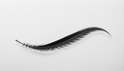Poster - Elegant black feather floating on white surface in minimalist setting isolated natural object artistic perspective for creative inspiration