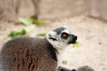 Wall Mural - this is a side view of ring tailed lemur